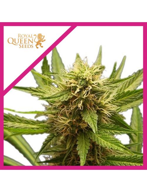 NORTHERN LIGHT  FEM X3-ROYAL QUEEN SEEDS