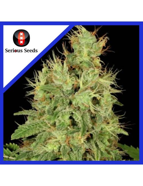 Serious Seeds Chronic CBD Fem X3