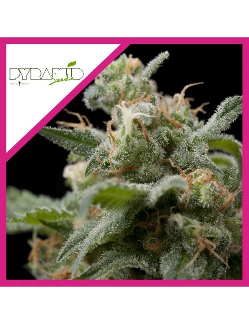 SUPER HASH  FEM X3-PYRAMID SEEDS
