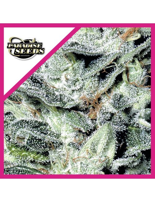 SENSI STAR  FEM X3-PARADISE SEEDS
