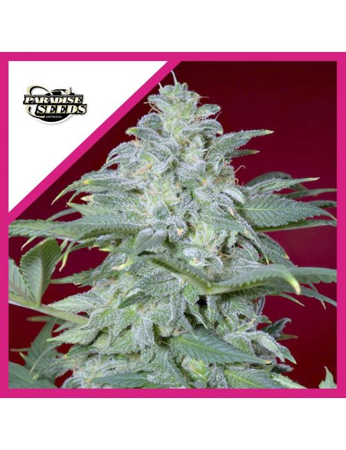 MAGIC BUD  FEM X3-PARADISE SEEDS