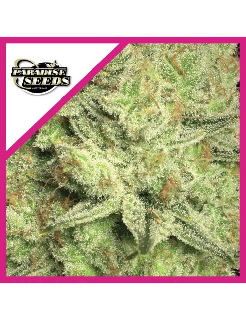 JACKY WHITE  FEM X3-PARADISE SEEDS