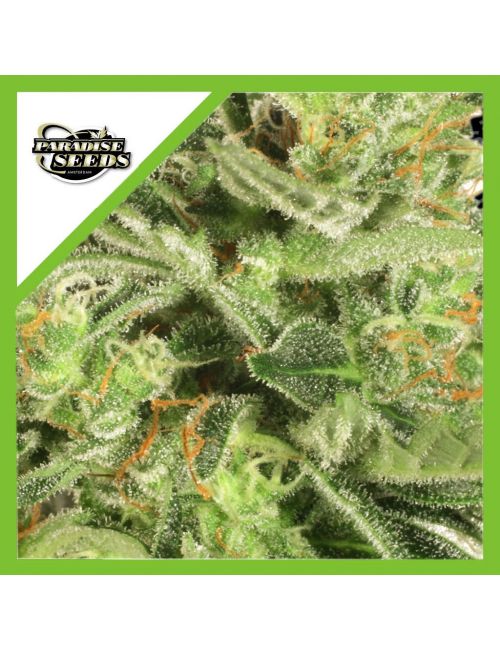 WHITE BERRY AUTO X3-PARADISE SEEDS