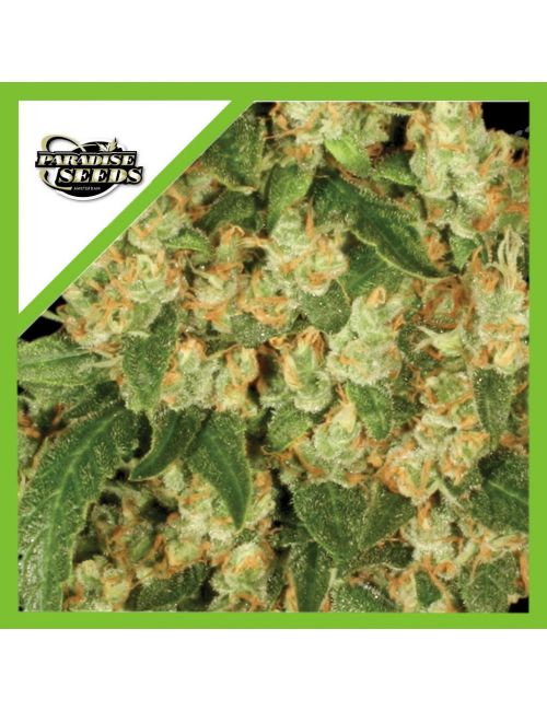WAPPA AUTO X3-PARADISE SEEDS