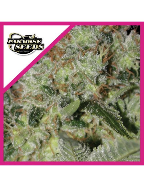 ACID FEM X3-PARADISE SEEDS