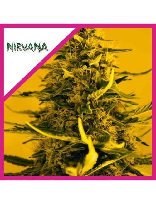 Nirvana White Widow Fem X 3