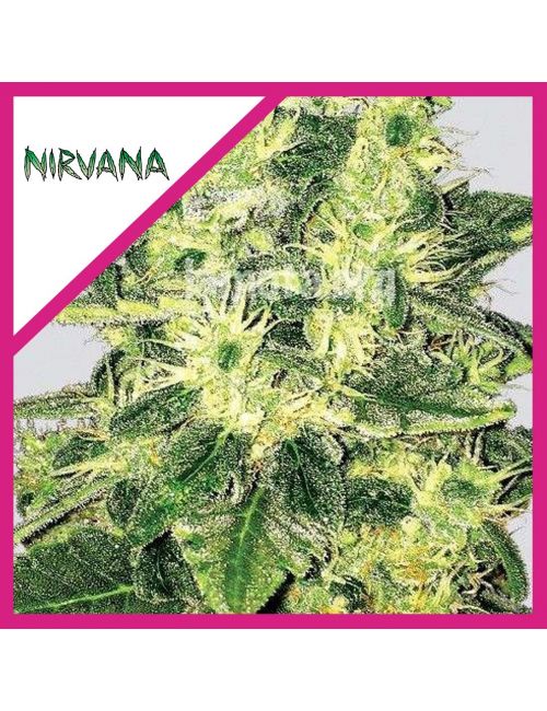 Nirvana Supreme CBD Kush Fem X 1