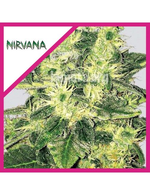 SUPREME CBD KUSH  FEM X1-NIRVANA