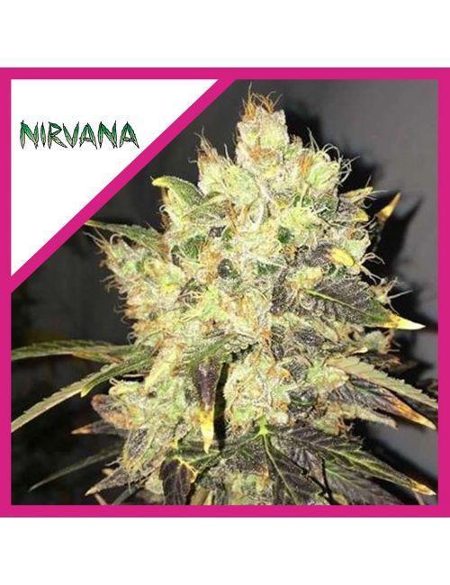SUPREME CBD DURBAN FEM X1-NIRVANA