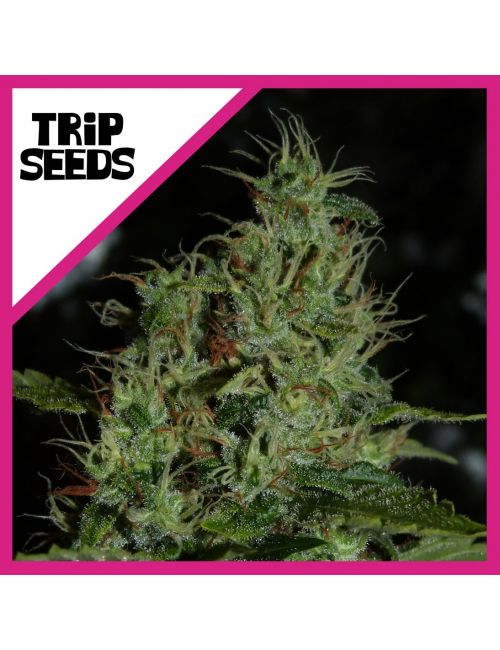 Trip Seeds Sour Trip Fem X 3