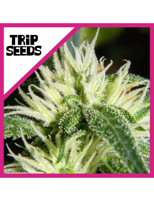 Trip Seeds Hdp Fem X 3