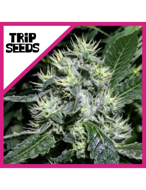 Trip Seeds Chuky Fem X 3