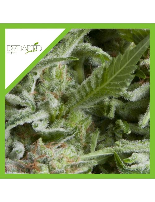 ALPUJARREÑA AUTO X1-PYRAMID SEEDS