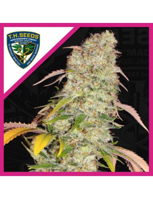 AKORN FEM X2-T H SEEDS