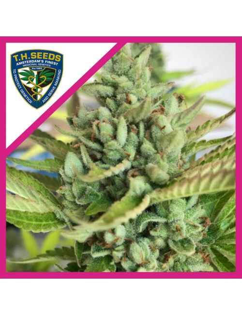 CITRON GIVRE FEM X2-T H SEEDS