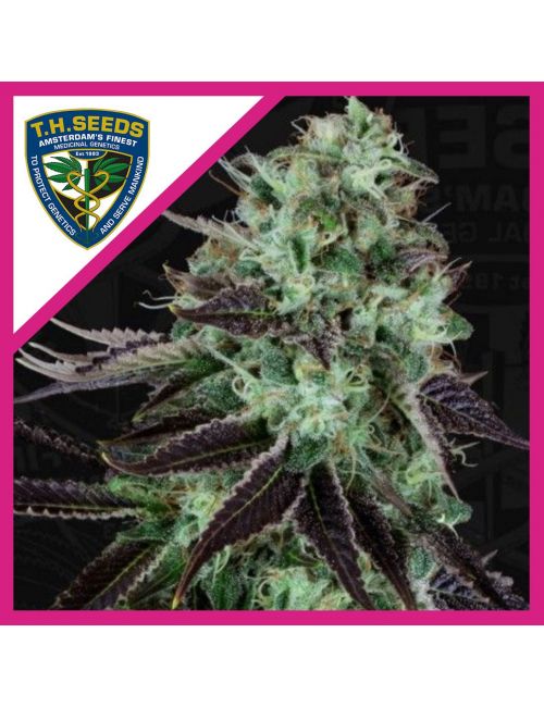 DARKSTAR FEM X2-T H SEEDS