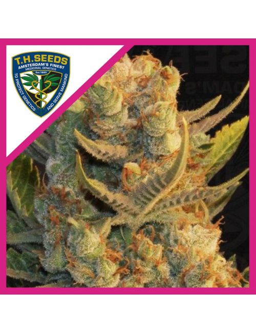 MK ULTRABUBBLE FEM X2-T H SEEDS