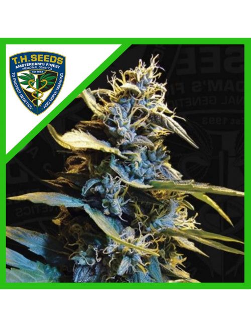 NORTHERN HOG AUTO X2-T H SEEDS