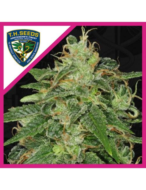 SAGE FEM X2-T H SEEDS