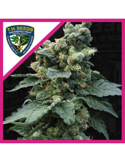 SAGE N SOUR FEM X2-T H SEEDS