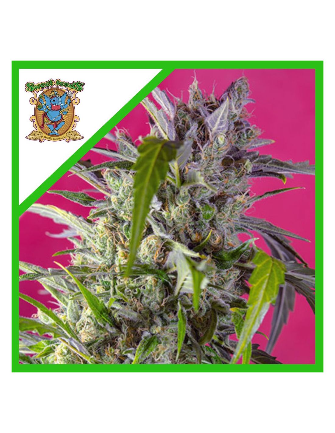 sweet-seeds-crystal-candy-auto-x3-1