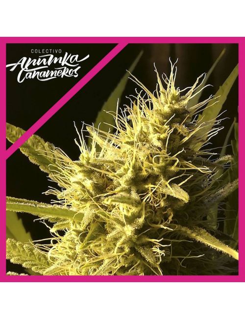 BLACK DOMINA A.C FEM X3-ANUMKA CAÑAMEROS