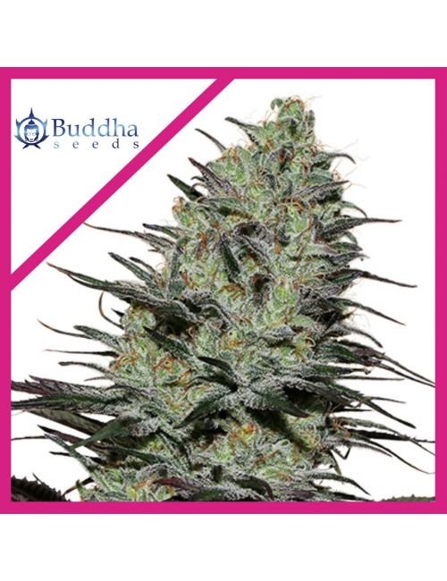 MORPHEUS FEM X3+1-BUDDHA SEEDS