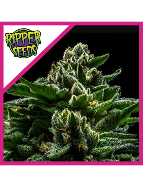 DO-G  FEM X3-RIPPER SEEDS