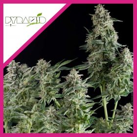 NORTHERN LIGHTS  FEM...