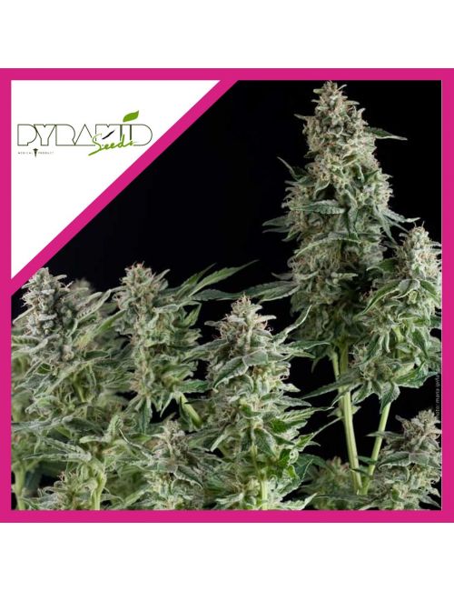 NORTHERN LIGHTS  FEM X3+1-PYRAMID SEEDS