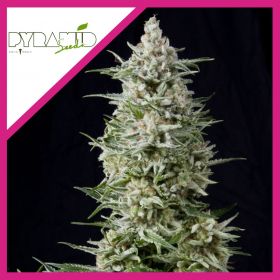 AMNESIA GOLD  FEM...