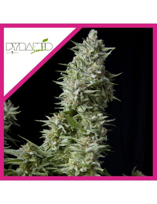 ALPUJARREÑA  FEM X3+1-PYRAMID SEEDS