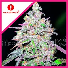 MENDOCINO CHANEL KUSH FEM...