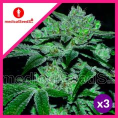 SOUR GLUE FEM X3+2-MEDICAL...