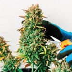 como cosechar tus plantas