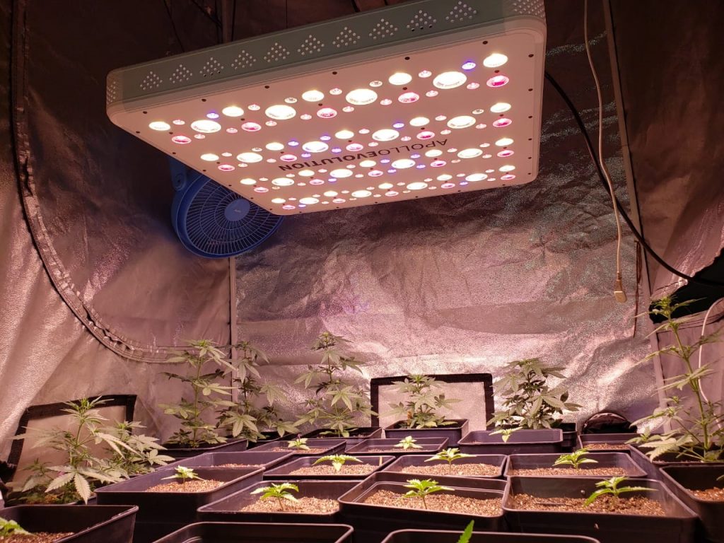primer cultivo en indoor