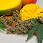 Mango y Cannabis