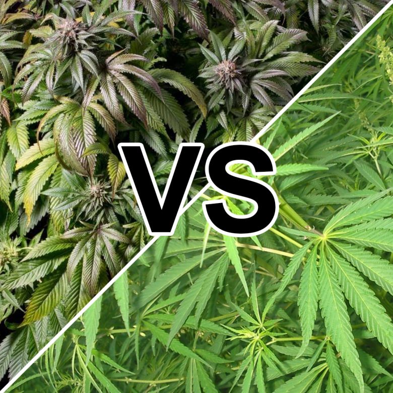 Sativa vs. Indica: Un Duelo Célebre en el Mundo del Cannabis